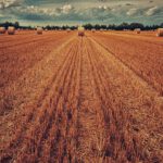 field, harvest, wheat