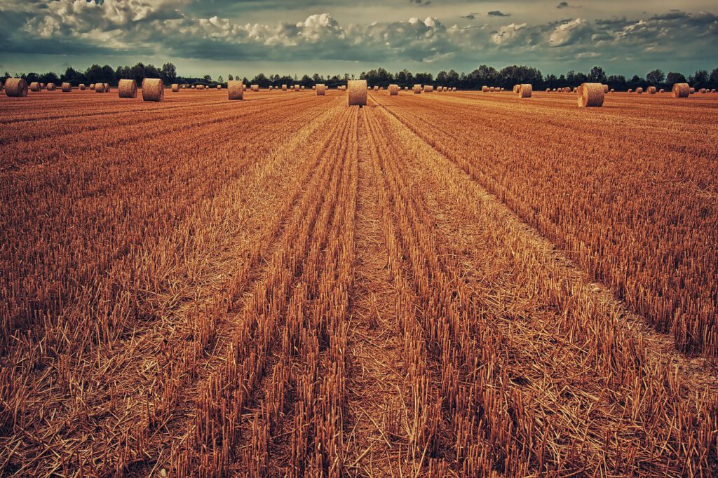 field, harvest, wheat
